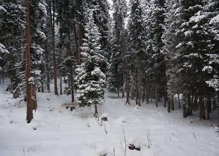 Paradies 017 أروسا